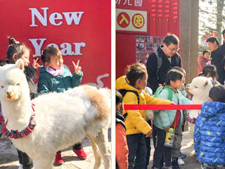 永利集团3044官网欢迎您幼儿园开展“我和羊驼交朋友”亲近自然互动体验活动