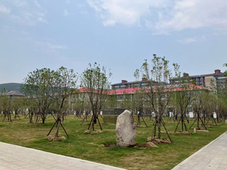 校地携手添新绿 校园“颜值”再升级 